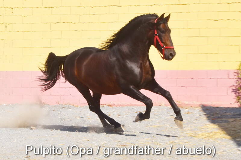 pulpito-opa-1_cambiar-tama-o-standard-4rm6bc.jpg