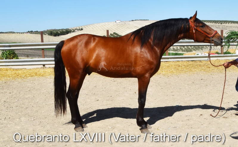 quebranto-lxviii-vater-4-standard.jpg