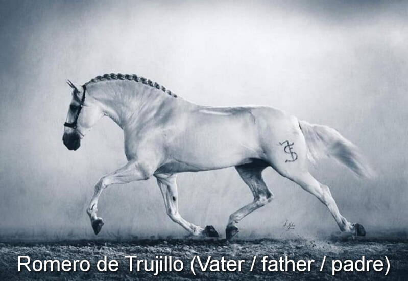 romero-de-trujillo-papa-6_cambiar-tama-o-standard.jpg
