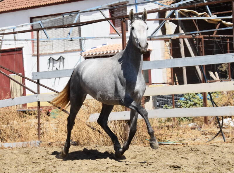 sultana-2025-september-2_cambiar-tama-o-standard.jpg
