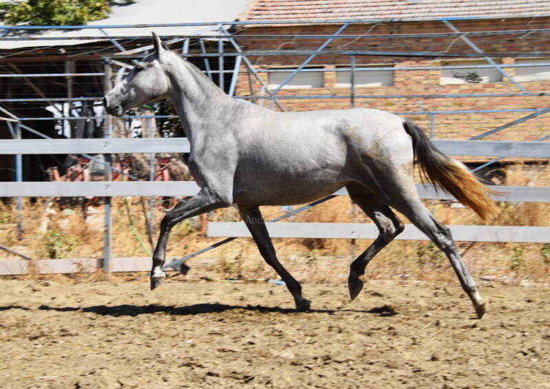 sultana-2025-september-6_cambiar-tama-o-standard.jpg