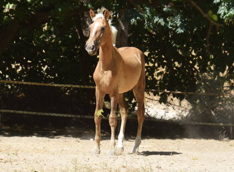 whiskey-2026-juli-3_cambiar-tama-o-standard.jpg