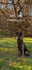 ABC Dog Training, LLC