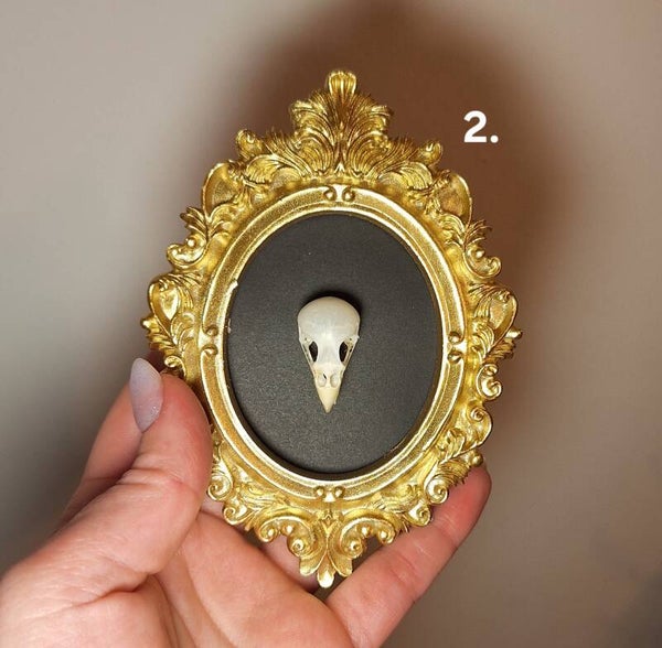 Lijstje met schedel 2