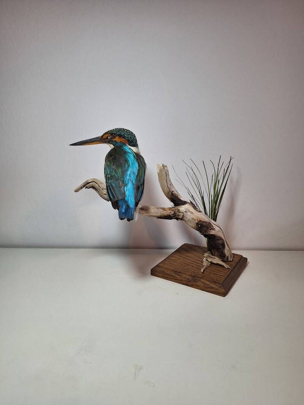 Prepareerkosten ijsvogel 117891