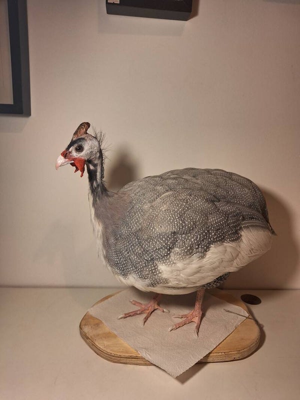 Opdracht parelhoender