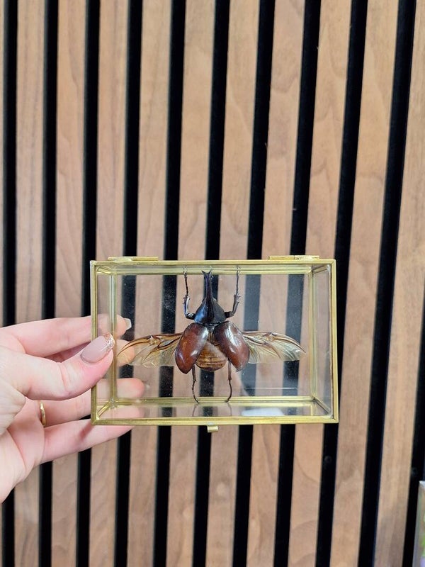 Kistje goud met gideon kever