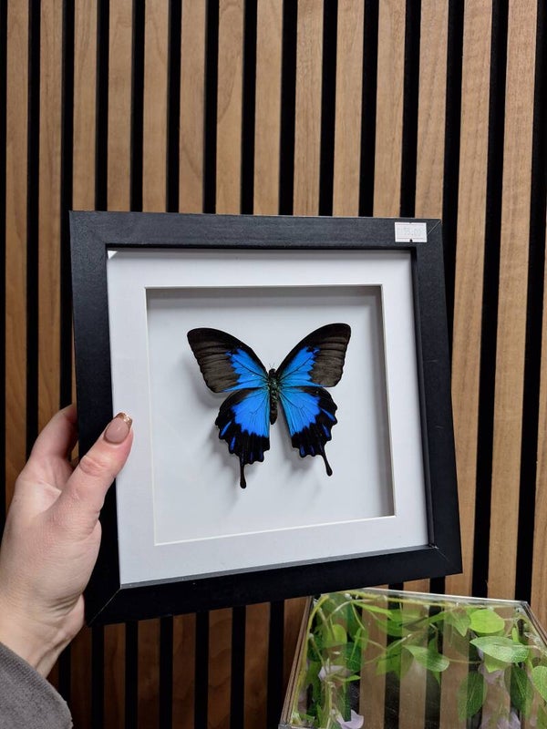 Lijst met papilio ulysses