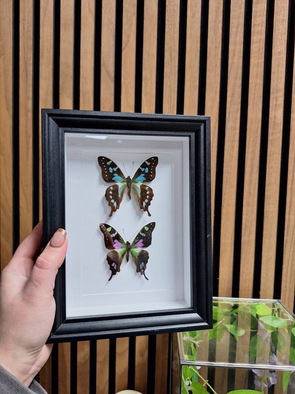 Lijst met grapium weiskei en Graphium Stresemanni