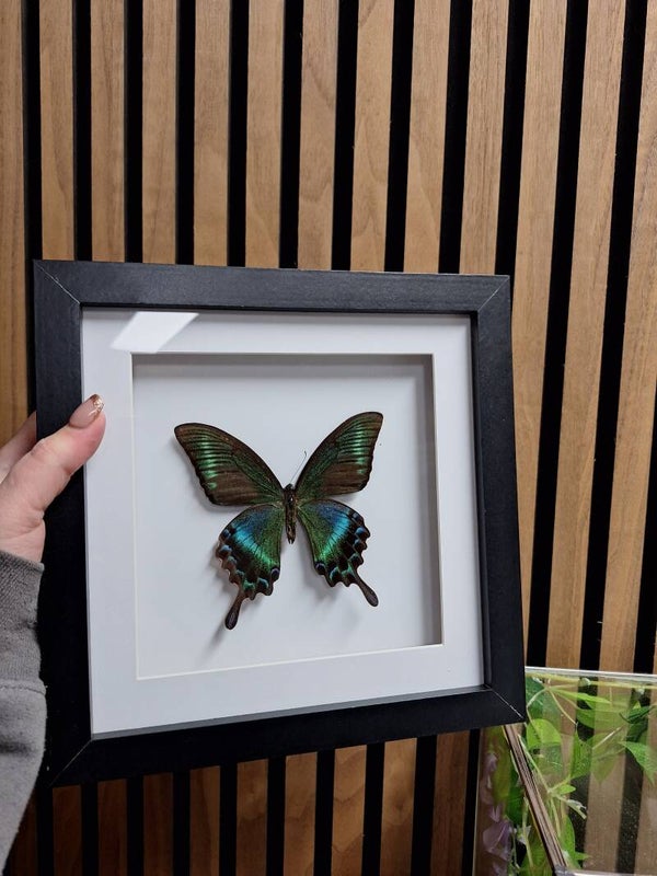 Papilio mackii in lijst
