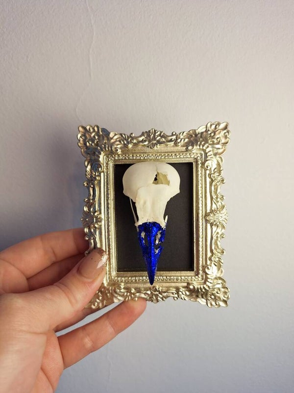 Schedel van kauw in gouden lijstje 3