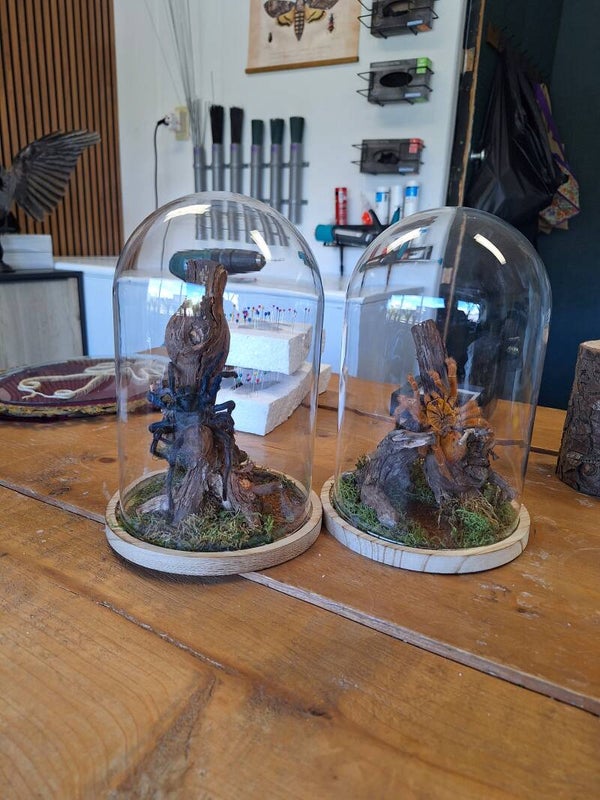 Opdracht stolpen vogelspin