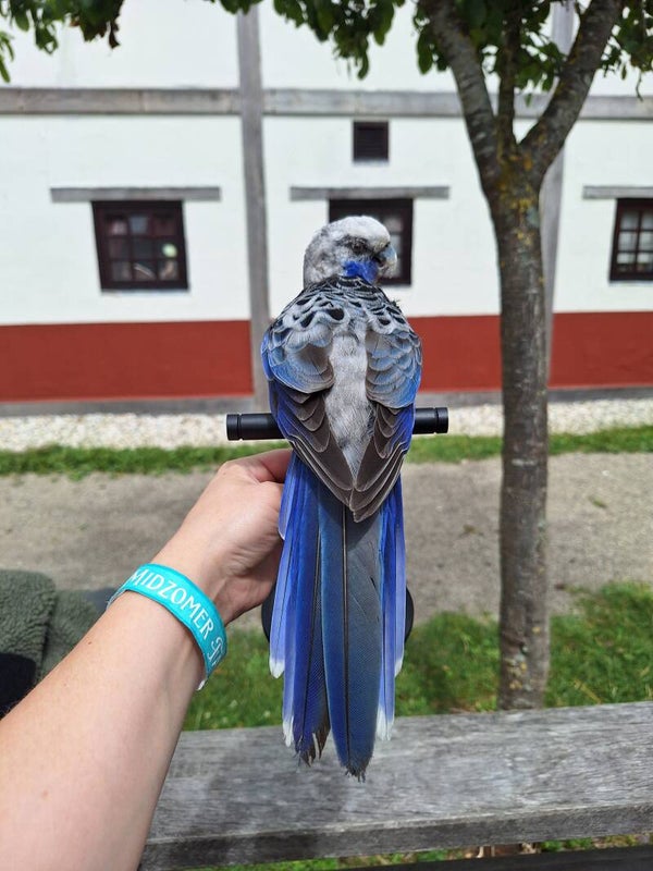 Rosella