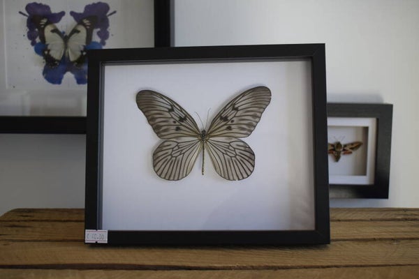 Lijst  Idea Leuconoe