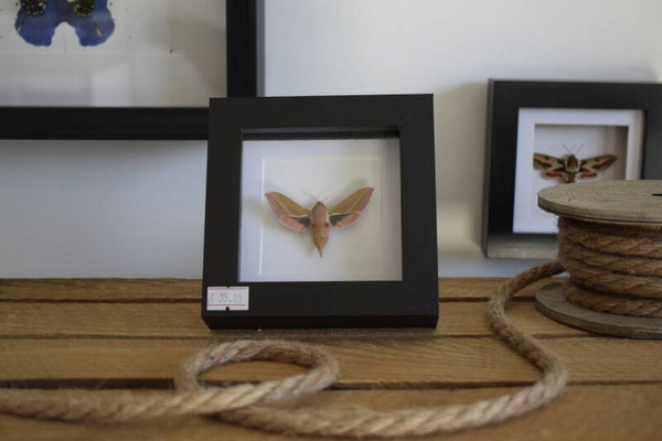 Lijst groot avondrood (Deilephila elpenor)