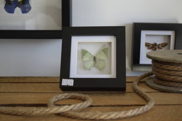 Lijst Charaxes Eupale