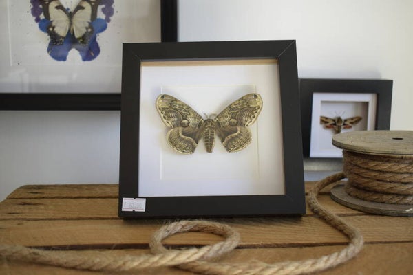 Lijst Brahmaea Hearseyi