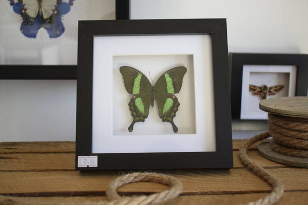 Lijst Papilio Daedalus