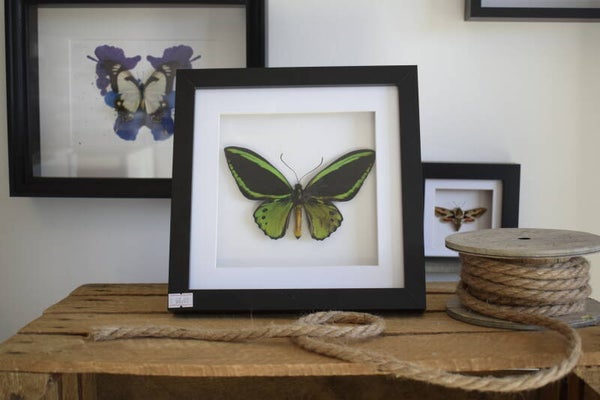 Ornithoptera Priamus (Birdwing) man 2