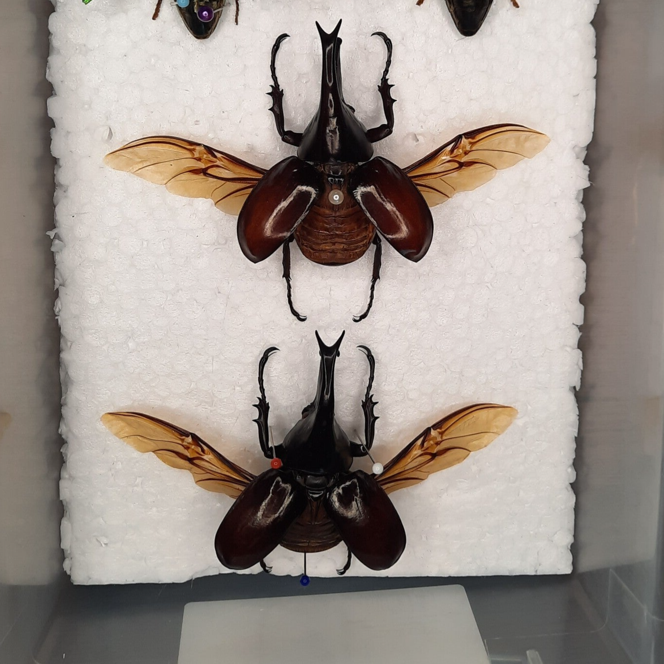 Workshop kevers prepareren Rariteitenbeurs