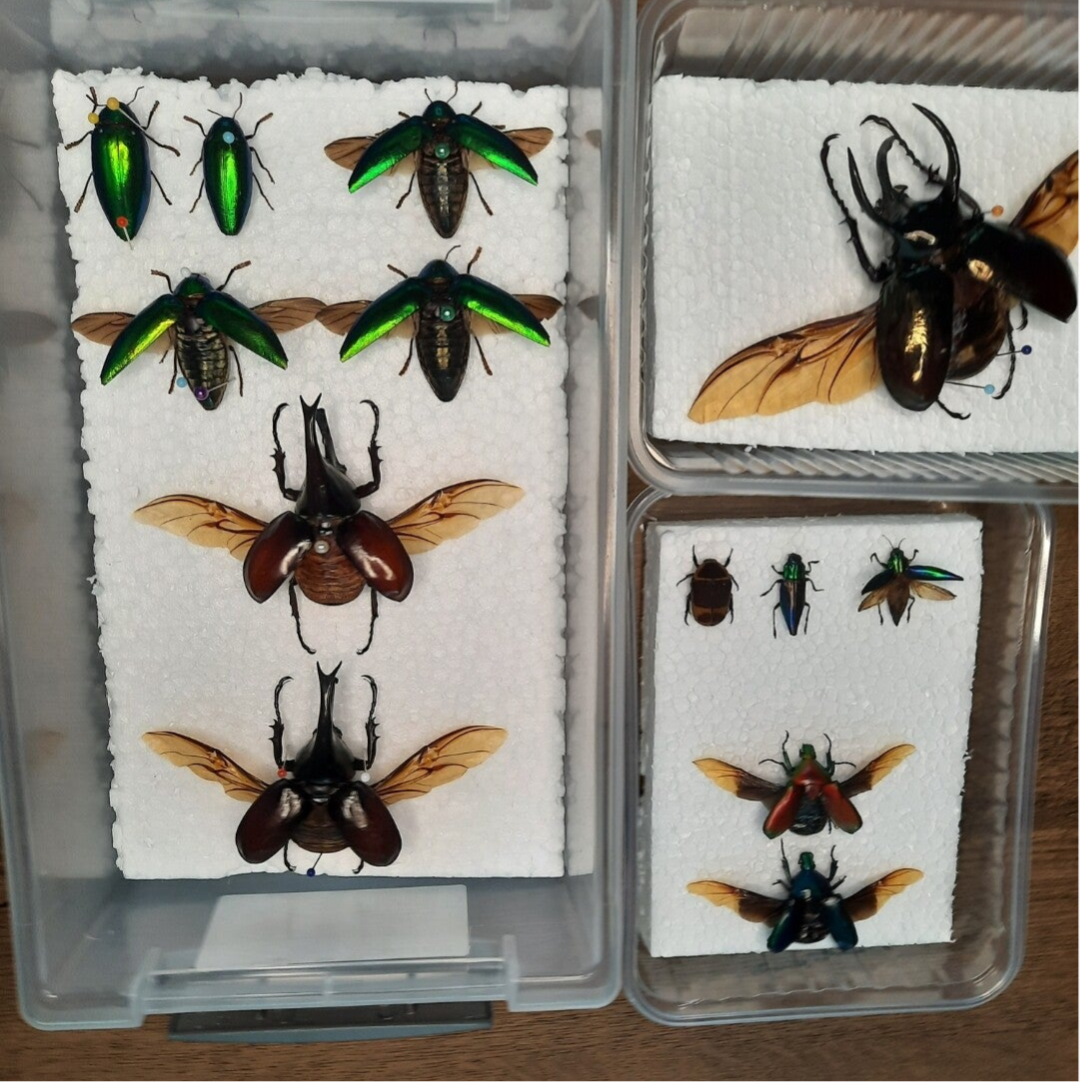 volledige insecten workshop vlinder, mot, kever, spin en schorpioen