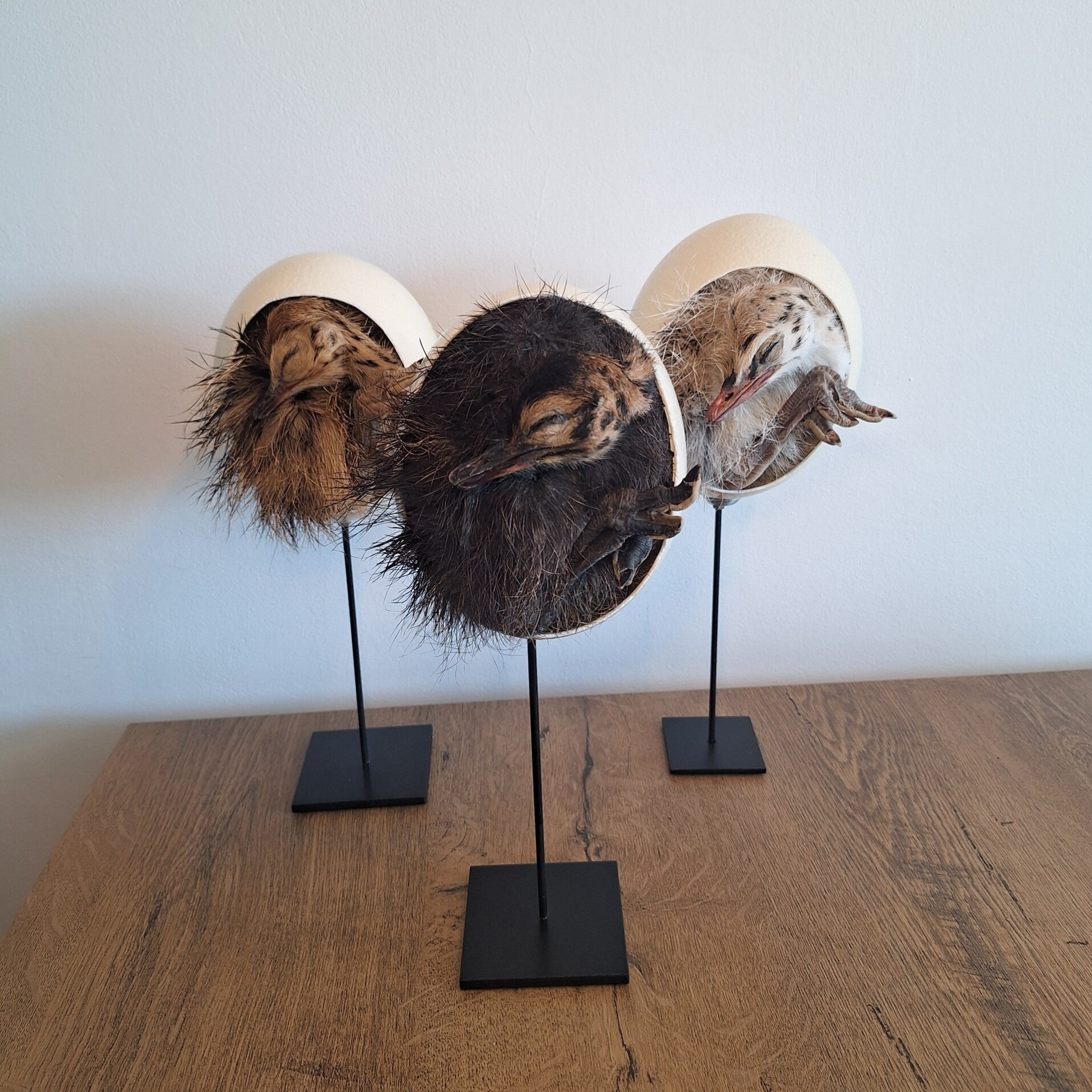 Zwart struisvogelkuiken in ei