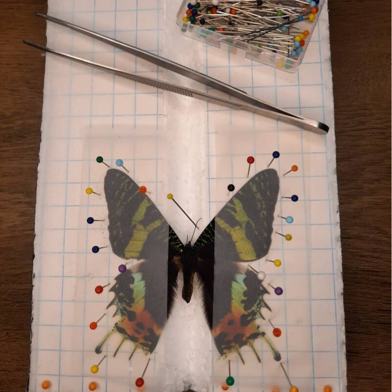 Workshop Urania Ripheus prepareren Rariteitenbeurs