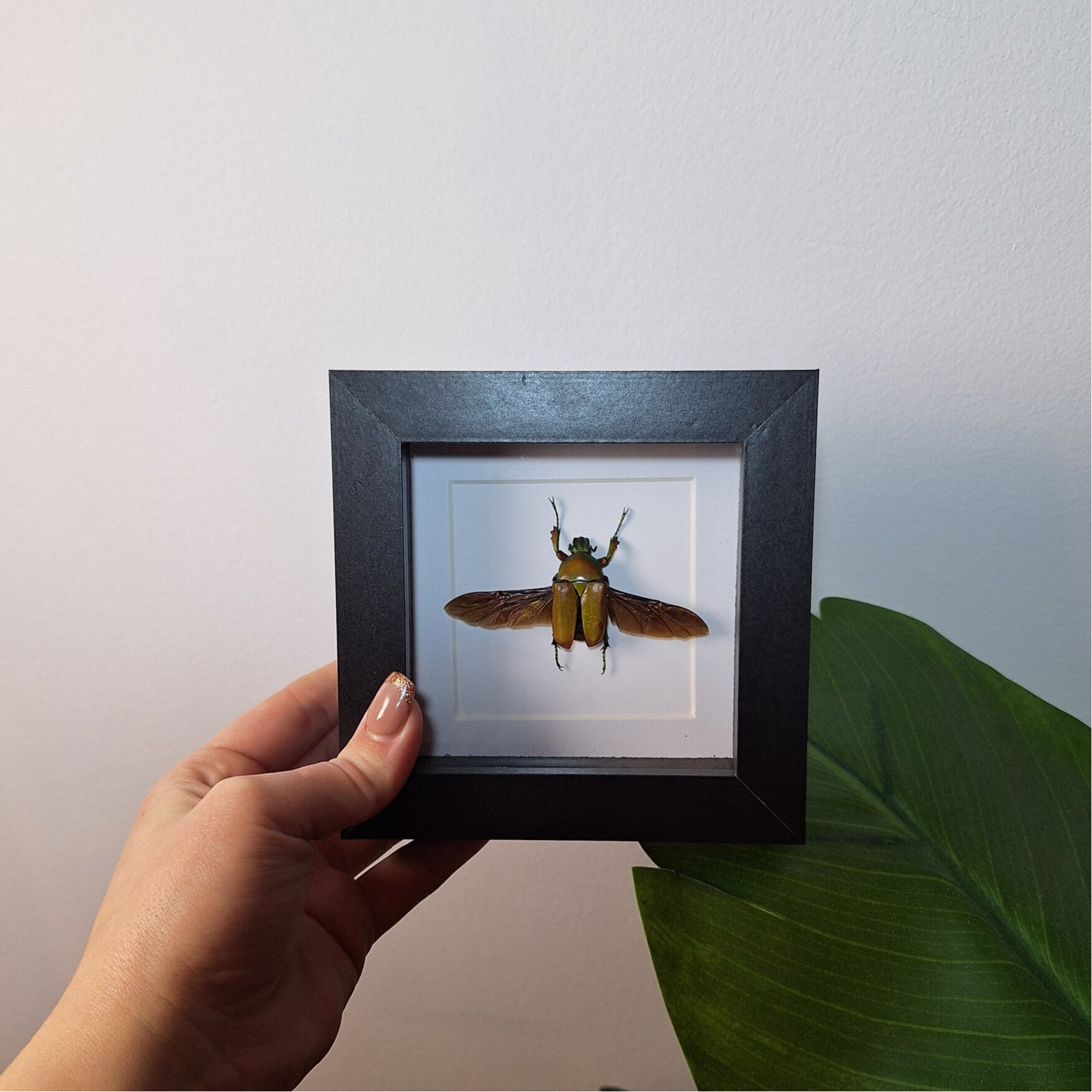 Kleine lijst kever open vleugels