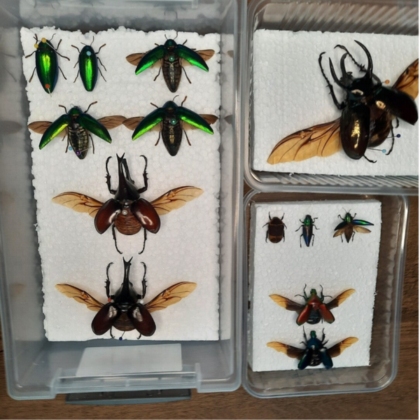 volledige insecten workshop vlinder, mot, kever, spin en schorpioen