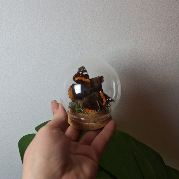 stolpje kurk atalanta op hout