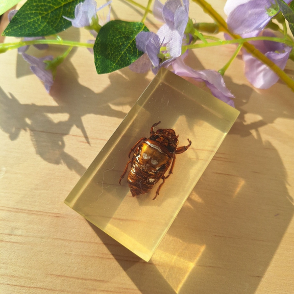 Cicade larf in epoxy