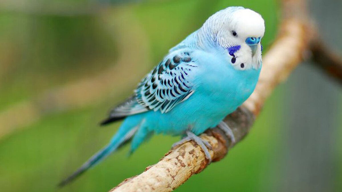 Workshop grasparkiet prepareren