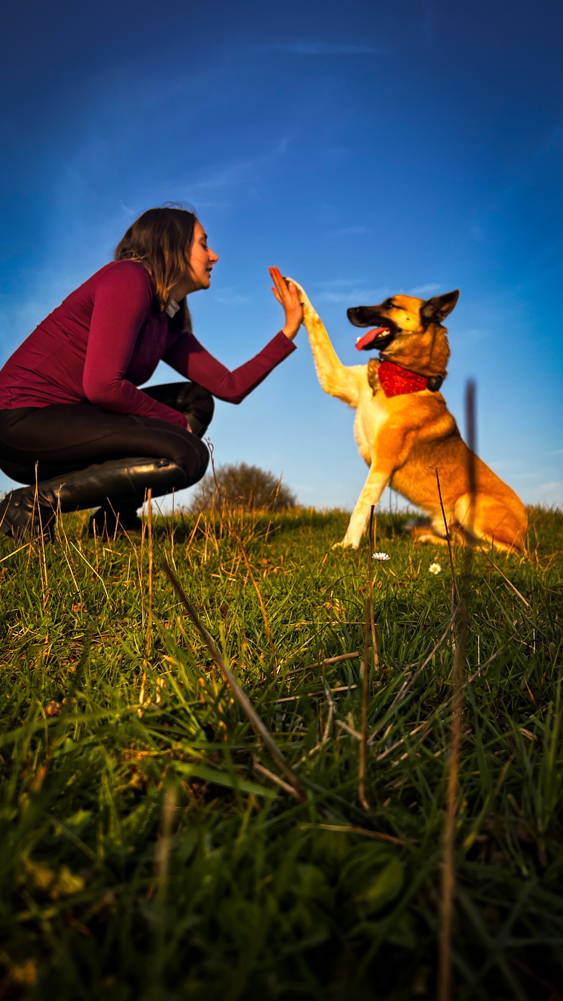 Marion, comportementaliste animalier et son chien se tapent dans la main. Les yeux dans les yeux. 