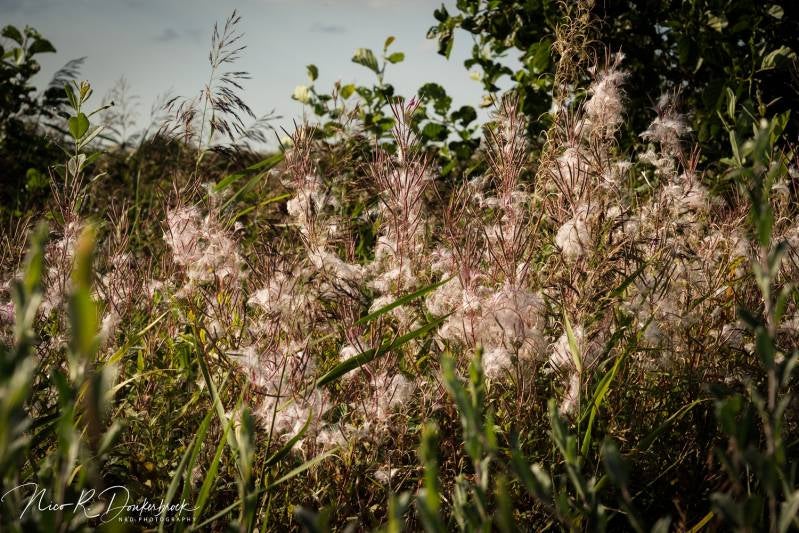 20170903-_NRD3561.jpg