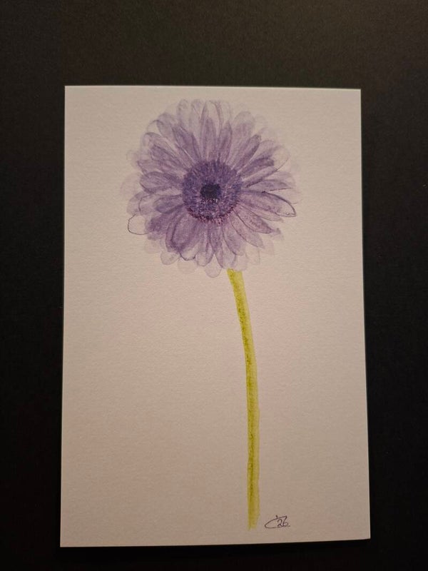 Gerbera Paars