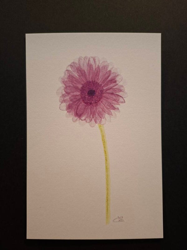 Gerbera Roze