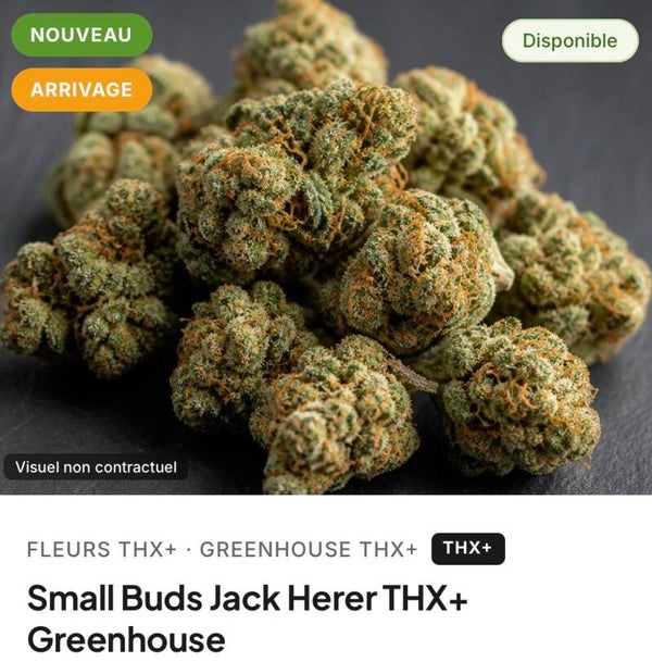 Small Buds Jack Herrer thx+ à partir de 3.80€/g