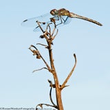 Dragonfly_DSC0068-5.jpg