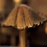 Mushrooms_DSC0155-6.jpg