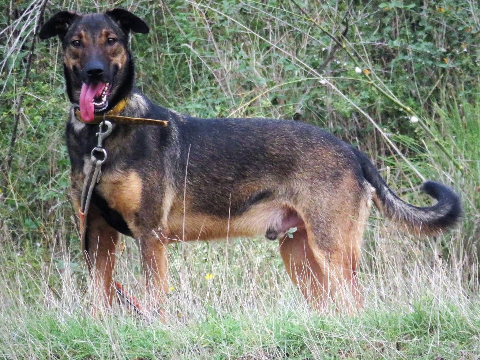Malinois croisé Beauceron à l'adoption-APASG