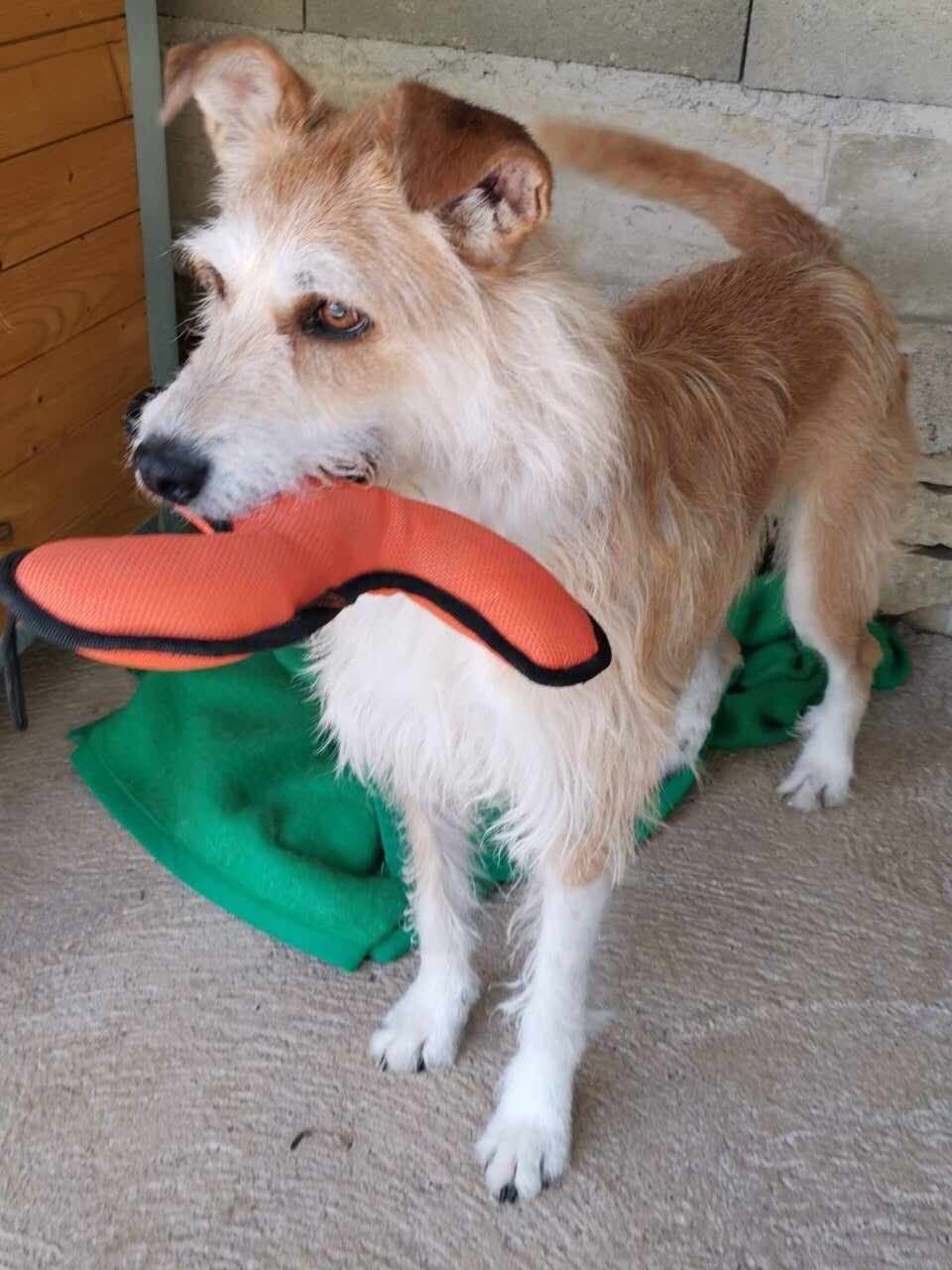 X Border Collie à l'adoption -APASG-GARD