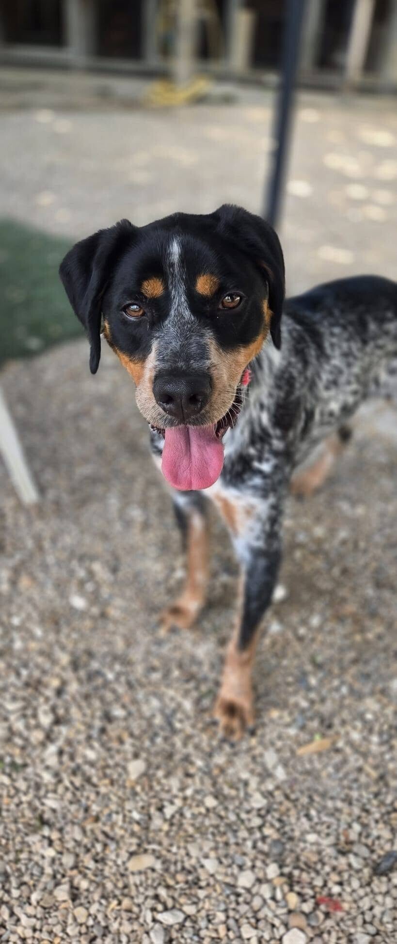 croisés chien de chasse à l'adoption-APASG
