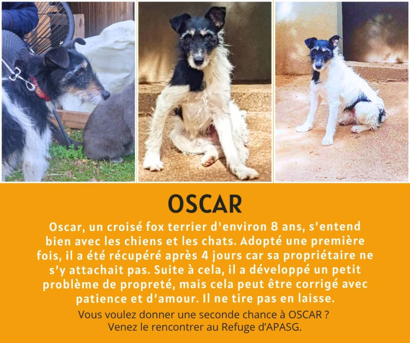 croisé FOX à adopter - APASG