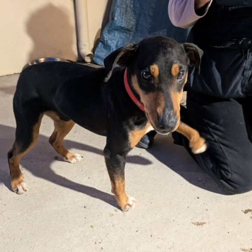 croisés chien de chasse à l'adoption-APASG