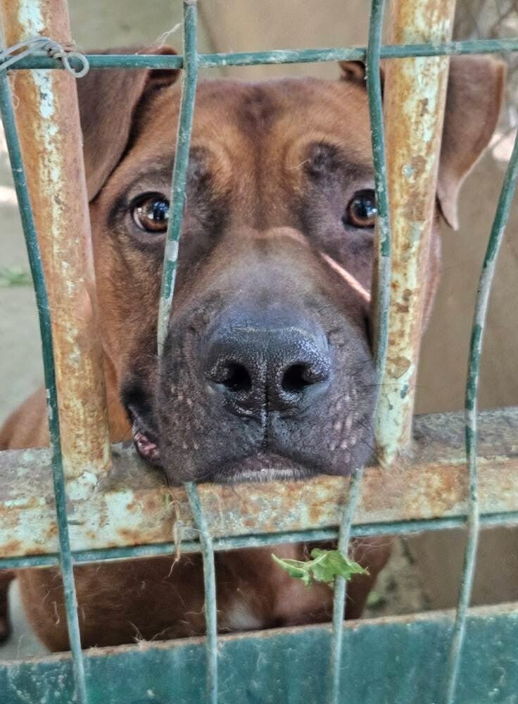 adopter un chien dans un refuge -APASG