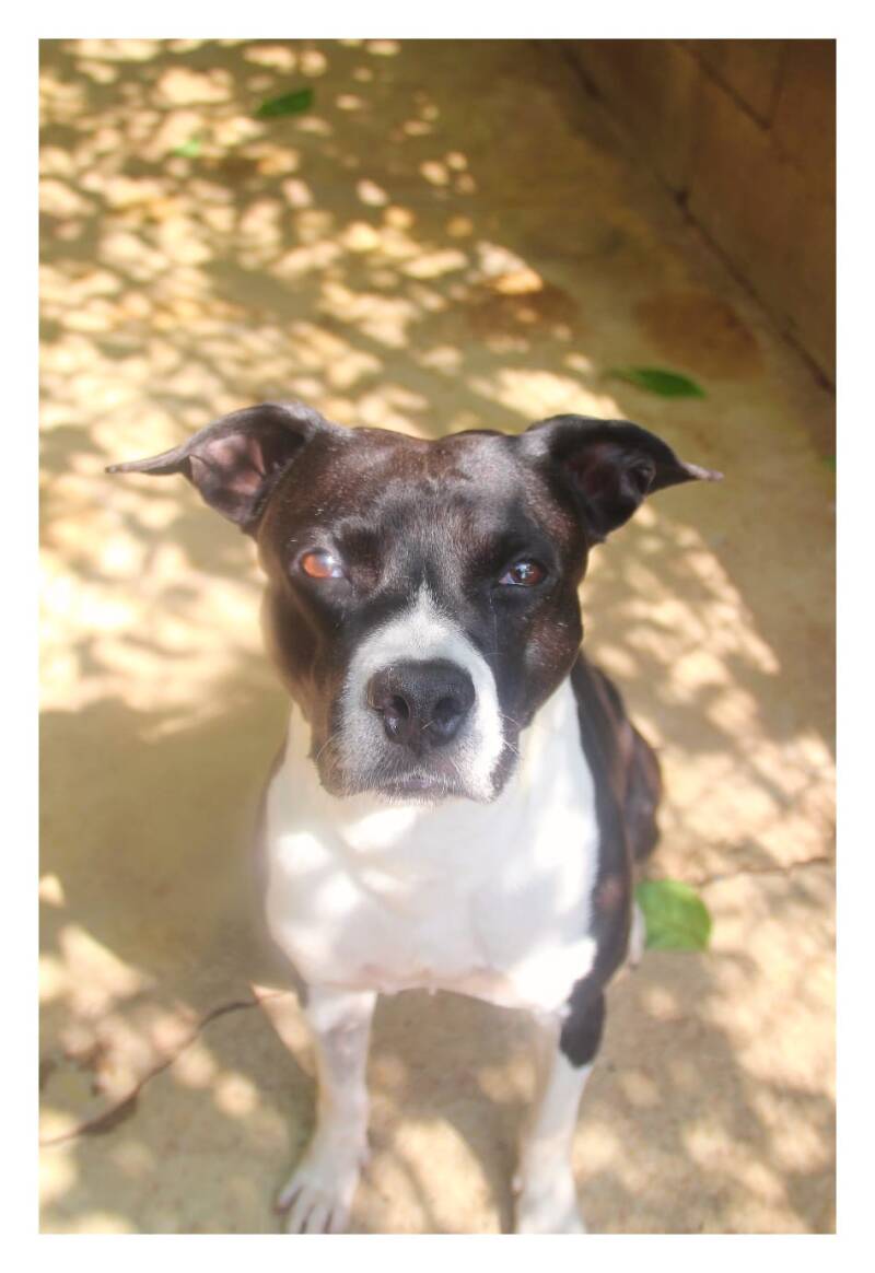 X Border Collie à l'adoption -APASG-GARD