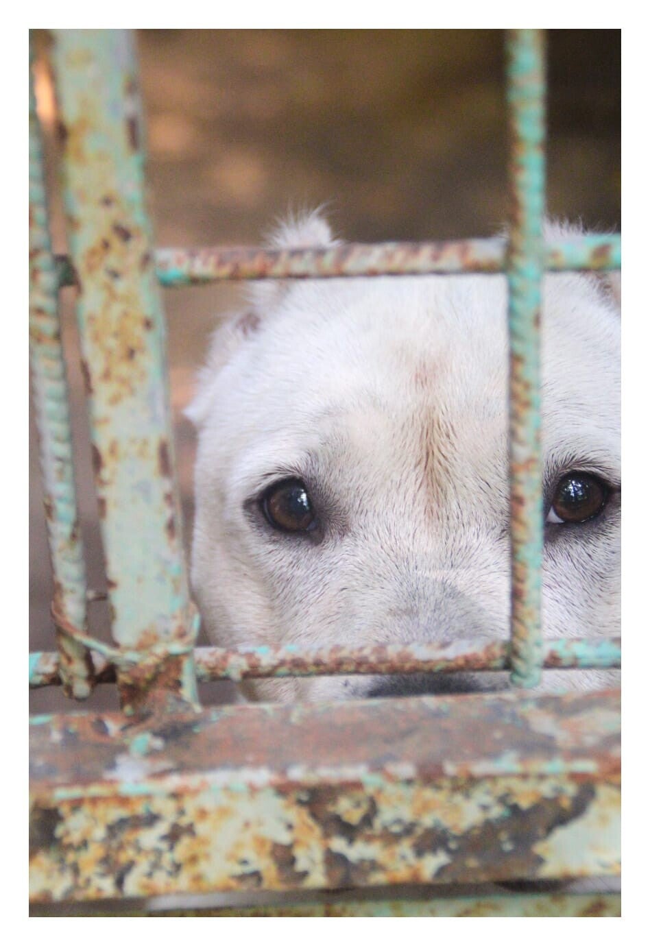 adopter un chien dans un refuge -APASG
