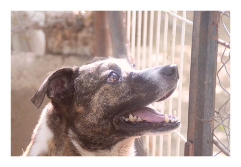 X Bergr à l'adoption -APASG-GARD