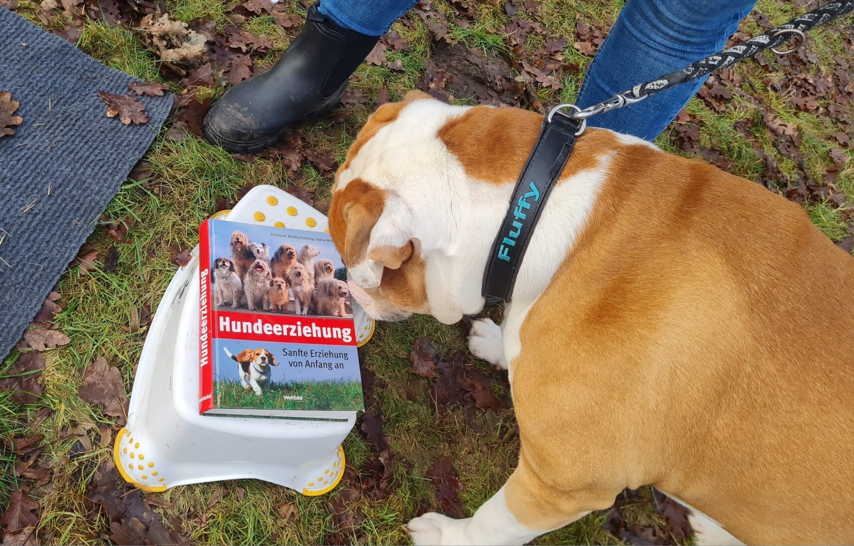 Bullterrier zieht an der Leine
