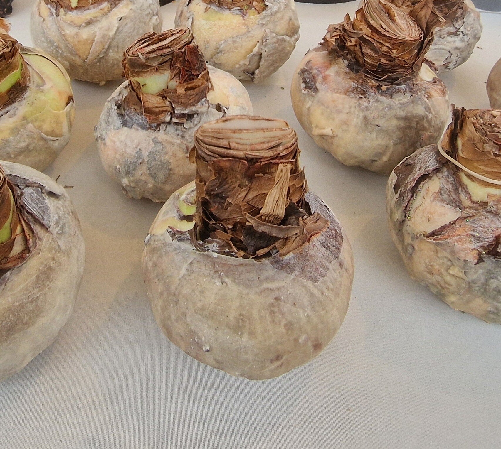 Amaryllis met kaneelgeur